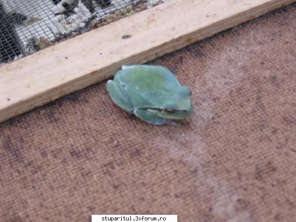 Ce am gasit < de 2 MB: - Colocatar pe podisor - Brotacel (Hyla arborea) - POZE