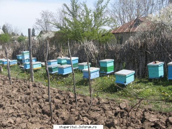 Ce am gasit < de 2 MB: - Stupinica mea in primavara 2007. Majoritatea sunt - POZE