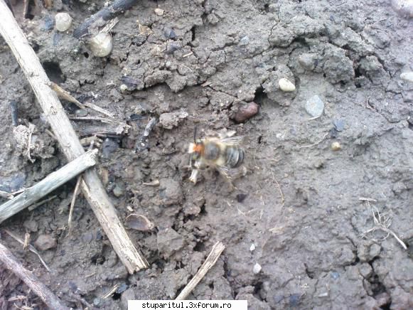 Ce fel de insecte sunt acestea? - Salutari tuturor! Duminica trecuta cand nu - PAGINA APICULTORULUI INCEPATOR