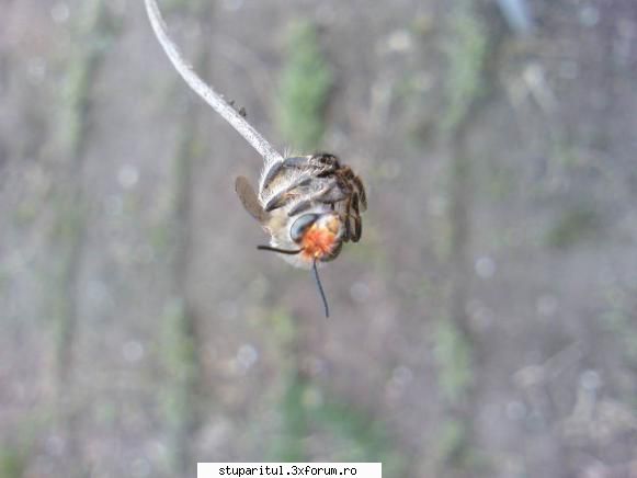 Ce fel de insecte sunt acestea? - ek90 - PAGINA APICULTORULUI INCEPATOR