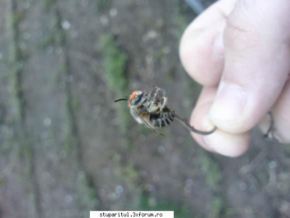 Ce fel de insecte sunt acestea? - ek90 - PAGINA APICULTORULUI INCEPATOR
