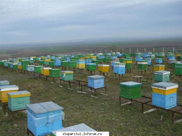 Ce ma sfatuiti ( centrifuga ) - In anii cu un cules mai slab spre sfarsitul verii - DISCUTII APICOLE DIVERSE