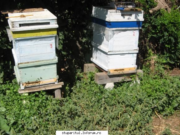 Ce mai ciugulim in septembrie... - S-au inversat caturile - POZE