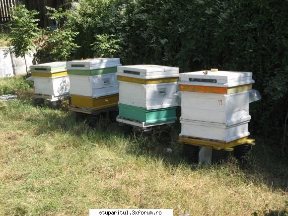 Ce mai ciugulim in septembrie... - Caturile jos pe fund - POZE