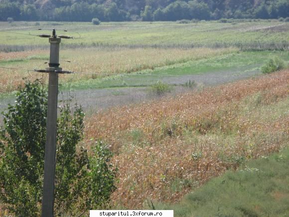 Ce mai ciugulim in septembrie... - culeg binisor de la lucerna inflorita - POZE