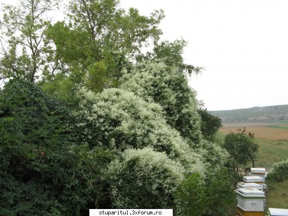 Ce mai ciugulim in septembrie... - de la haina miresii(iulisca de dobrogea) - POZE