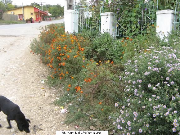 Ce mai ciugulim in septembrie... - In sat alte splendori - POZE