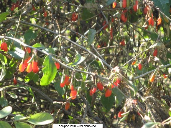 Ce mai ciugulim in septembrie... - Tufele de gardurarita sunt pline de de GOJI - POZE