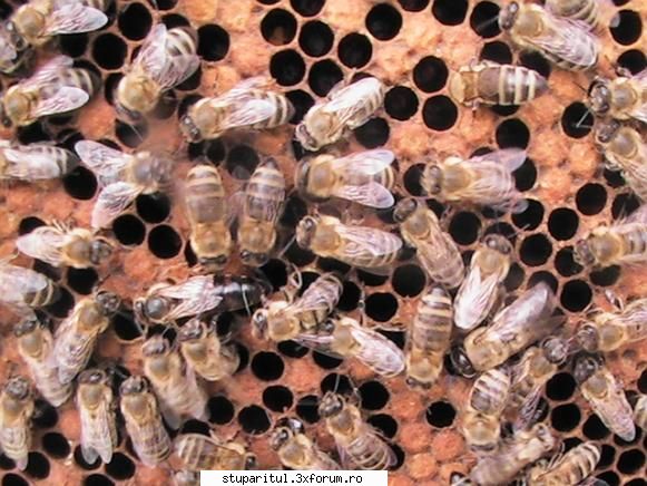 Ce rasa de albine o fi asta? - 1-Matca este din 2006 si este la inceputul - CAFENEA - DISCUTII DESPRE ORICE