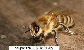 Ce rasa de albine o fi asta? - Apis mellifera carnica este o subspecie a a - CAFENEA - DISCUTII DESPRE ORICE