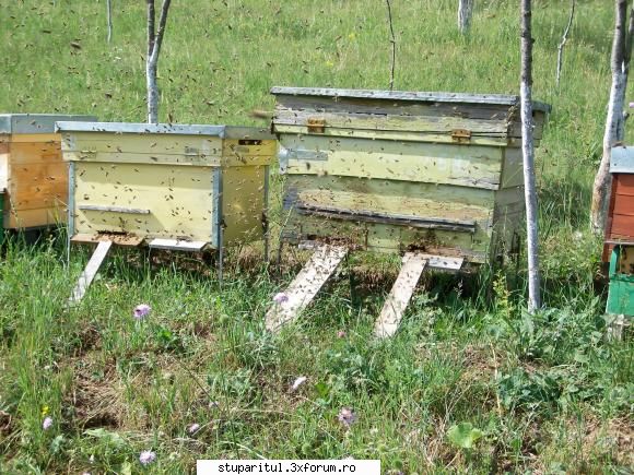 Ce rezultate as putea obtine cu astfel de stupi? - La acei 10 stupi, poti sa - ECHIPAMENTE SI UTILAJE APICOLE