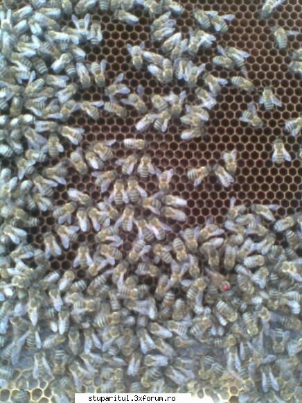 Ce se va intampla? - Inca una. In toata portiunea este puiet de toate - INTRETINEREA ALBINELOR