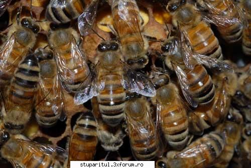 Ce trebuie facut sa avem fam ,de albine blinde. - Albine de miere Africane , Apis - INTRETINEREA ALBINELOR