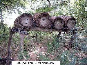 Ce ziceti de poza asta !!! - Sunt stupii din Africa ce ziceti? - POZE