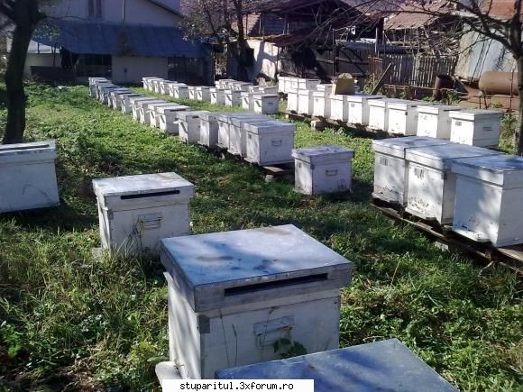 Cine nu spera, dispera, adica se curata. - acum o saptamana erau aproape - PAGINI PERSONALE ! CINE SUNT EU ?