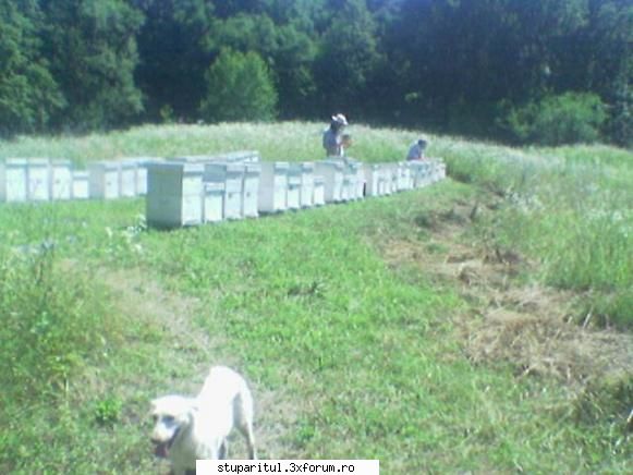 Cine nu spera, dispera, adica se curata. - In Iedera e o baza melifera - PAGINI PERSONALE ! CINE SUNT EU ?