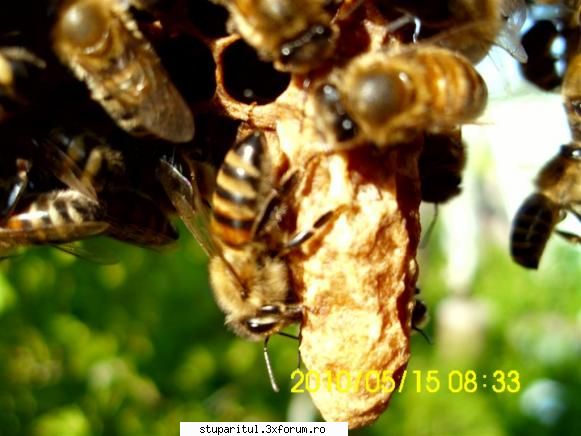 Cine sunt eu-Valer Bodea - Nucleul Fota poate produce �n cele 2 - PAGINI PERSONALE ! CINE SUNT EU ?