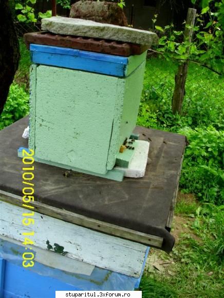 Cine sunt eu-Valer Bodea - Nici nucleul verde nu se lasă. Eu am pus - PAGINI PERSONALE ! CINE SUNT EU ?