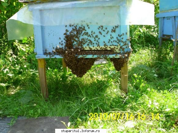 Cine sunt eu-Valer Bodea - La 3 zile după ca a preluat albina - PAGINI PERSONALE ! CINE SUNT EU ?