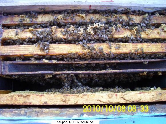 cine sunt eu-valer bodea optulea acoperea bine faguri aşa că retras fagurele dat golit