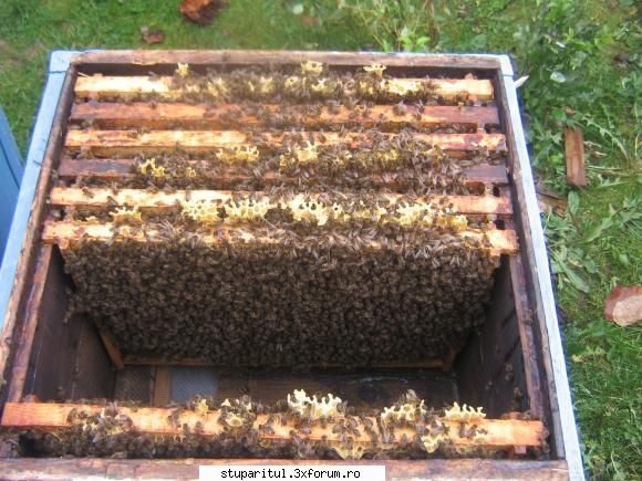 Cine sunt eu-Valer Bodea - Familia din st�nga redusă de la 10 la 6 - PAGINI PERSONALE ! CINE SUNT EU ?