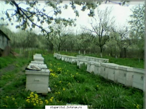 Cine sunt eu-Valer Bodea - Seara Buna! Imi cer scuze ca intervin asa, dar - PAGINI PERSONALE ! CINE SUNT EU ?
