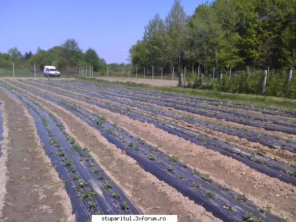 Cine sunt eu Criste Sorin(cristesorin)...? - Plantatia de capsuni - PAGINI PERSONALE ! CINE SUNT EU ?