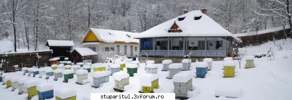 Cine sunt eu Iustinmonahul - O panorama a stupinei iarna;nu sunt toti - PAGINI PERSONALE ! CINE SUNT EU ?