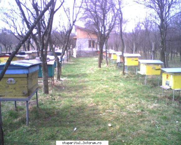 Cine sunt eu ...maruta - Stupina in anul 2004 - PAGINI PERSONALE ! CINE SUNT EU ?