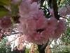 Cires japonez - Cam asa arata floarea - BAZA MELIFERA - PLANTE , ARBUSTI , ARBORI