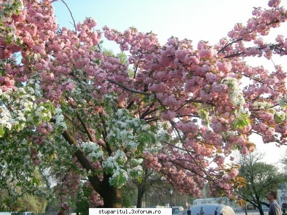 Cires japonez - poate se va vedea mai bine - BAZA MELIFERA - PLANTE , ARBUSTI , ARBORI