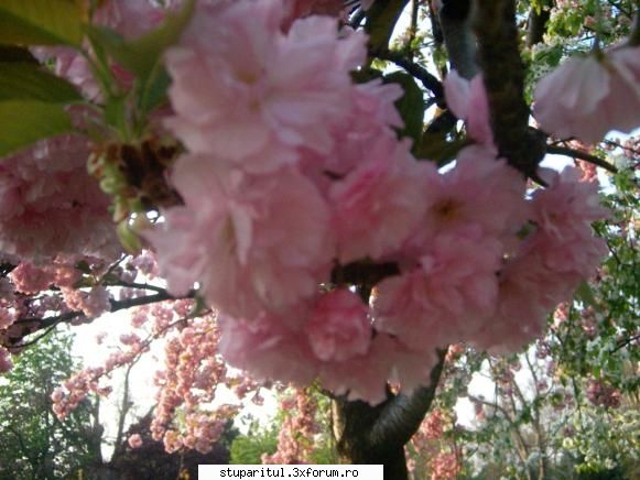 Cires japonez - Tot asa, dar mai mare - BAZA MELIFERA - PLANTE , ARBUSTI , ARBORI