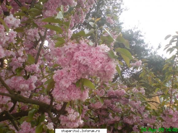 Cires japonez - mihaipop_55 - BAZA MELIFERA - PLANTE , ARBUSTI , ARBORI