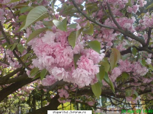 Cires japonez - poze facute in baia-mare - BAZA MELIFERA - PLANTE , ARBUSTI , ARBORI