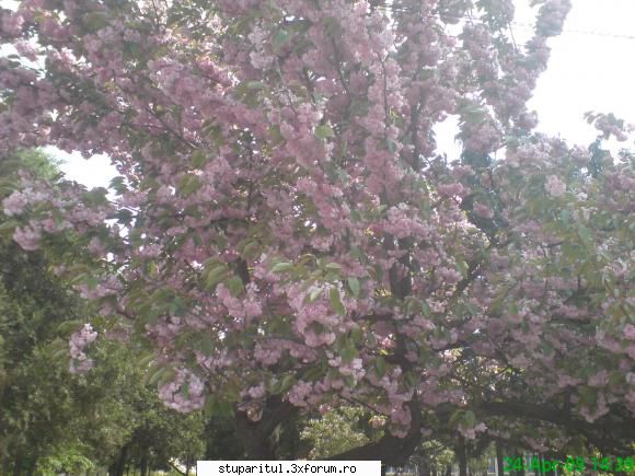Cires japonez - mihaipop_55 - BAZA MELIFERA - PLANTE , ARBUSTI , ARBORI
