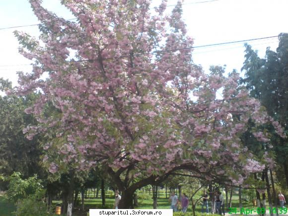 Cires japonez - inca una,pe sub cires era proaspat cosit asa ca - BAZA MELIFERA - PLANTE , ARBUSTI , ARBORI
