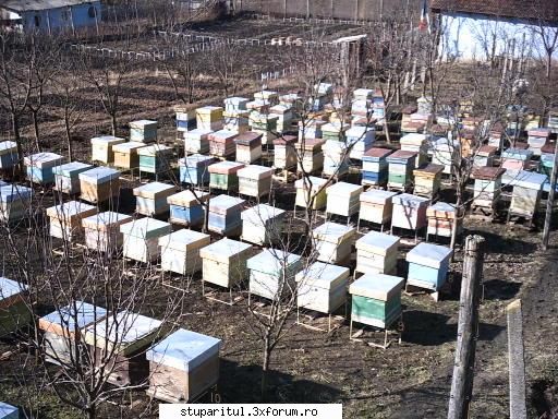 Colectoare polen... - am lucrat in anii trecuti cu 150 de colectoare - PAGINA APICULTORULUI INCEPATOR