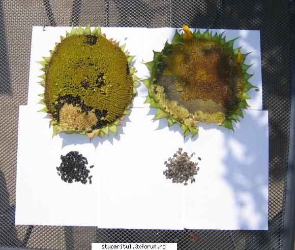 Comparatie soiuri de Floarea Soarelui - Suntem la 20 iulie si - BAZA MELIFERA - PLANTE , ARBUSTI , ARBORI