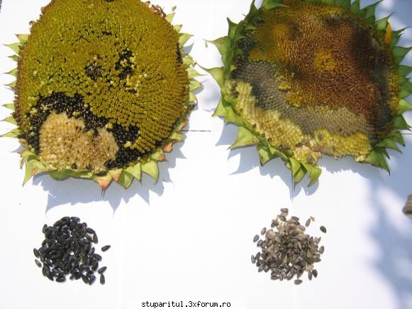 Comparatie soiuri de Floarea Soarelui - Nimic mai neplacut decat - BAZA MELIFERA - PLANTE , ARBUSTI , ARBORI