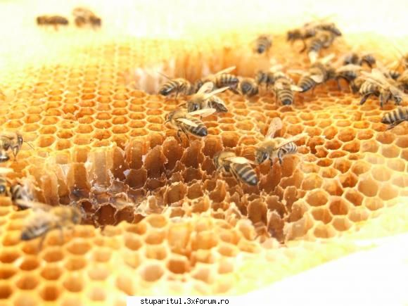 Comportament - Fagure ros - MyBees - PAGINA APICULTORULUI INCEPATOR