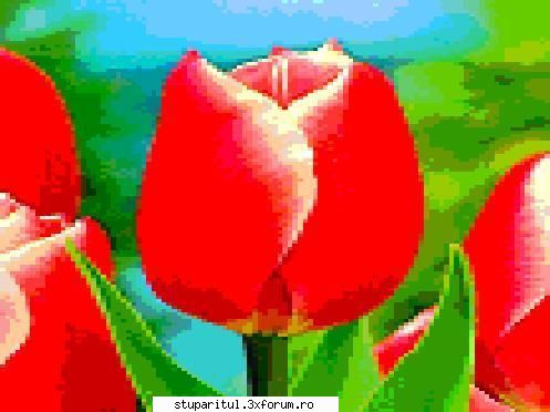 Concurs cu premiu - Este vorba de "tulip LuckyStrike" - CAFENEA - DISCUTII DESPRE ORICE
