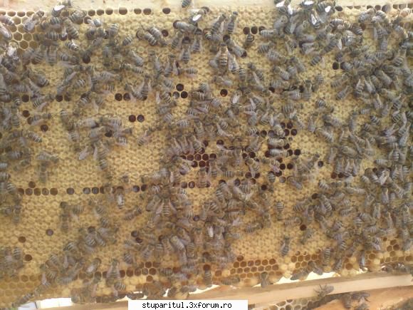 Concurs rame de puiet - si pe partea cealalta - INTRETINEREA ALBINELOR