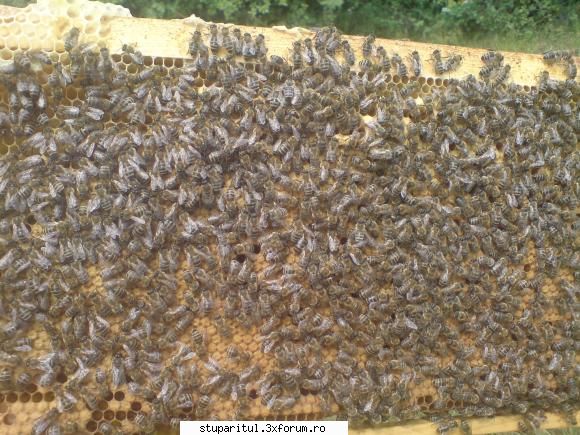 Concurs rame de puiet - Mai am inca o rama frumoasa care nu prea se vede - INTRETINEREA ALBINELOR