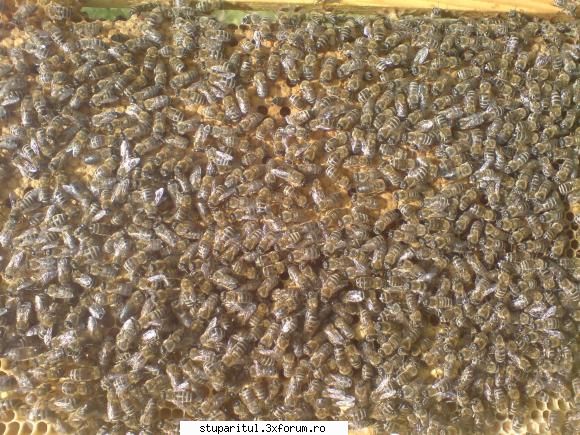 Concurs rame de puiet - si pe partea cealalta . Binenteles ca acestea - INTRETINEREA ALBINELOR