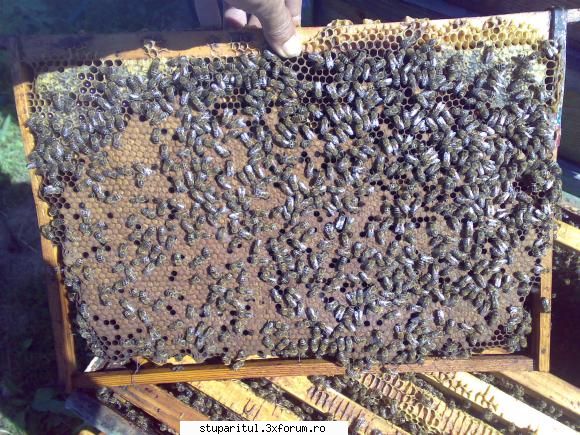 Concurs rame de puiet - Si de la mine Rama dadant ... poza din 20 iul 2010 - INTRETINEREA ALBINELOR