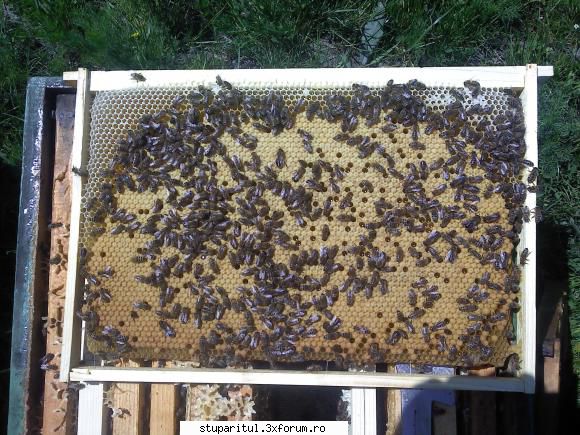 Concurs rame de puiet - sorin_horezu - INTRETINEREA ALBINELOR