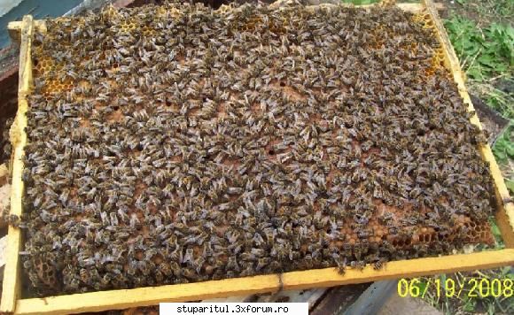 Concurs rame de puiet - rama cu puiet de la o regina 2008 - INTRETINEREA ALBINELOR