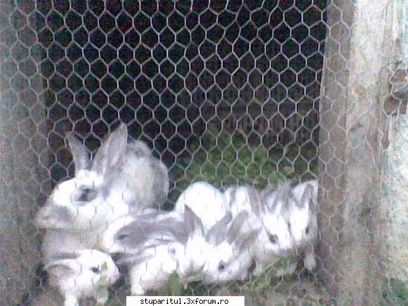 Concurs rame de puiet - Si inca una si gata ca va apucati de crescut - INTRETINEREA ALBINELOR