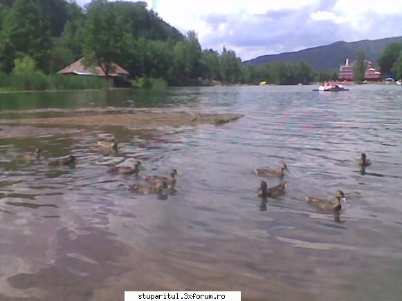 Concurs rame de puiet - Vanatorilor,puneti-va pofta-n cui pana mai cresc - INTRETINEREA ALBINELOR