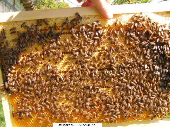 Concurs rame de puiet - si una cladita de anul asta - INTRETINEREA ALBINELOR